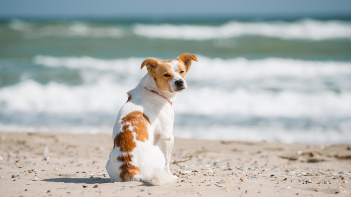 5180-perro-en-la-playa-de-malaga