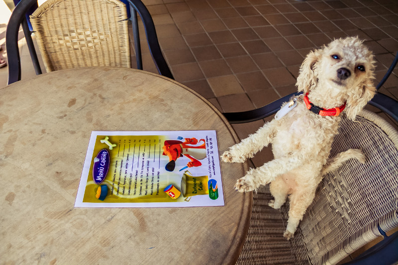 580-vacaciones-semana-santa-con-perro