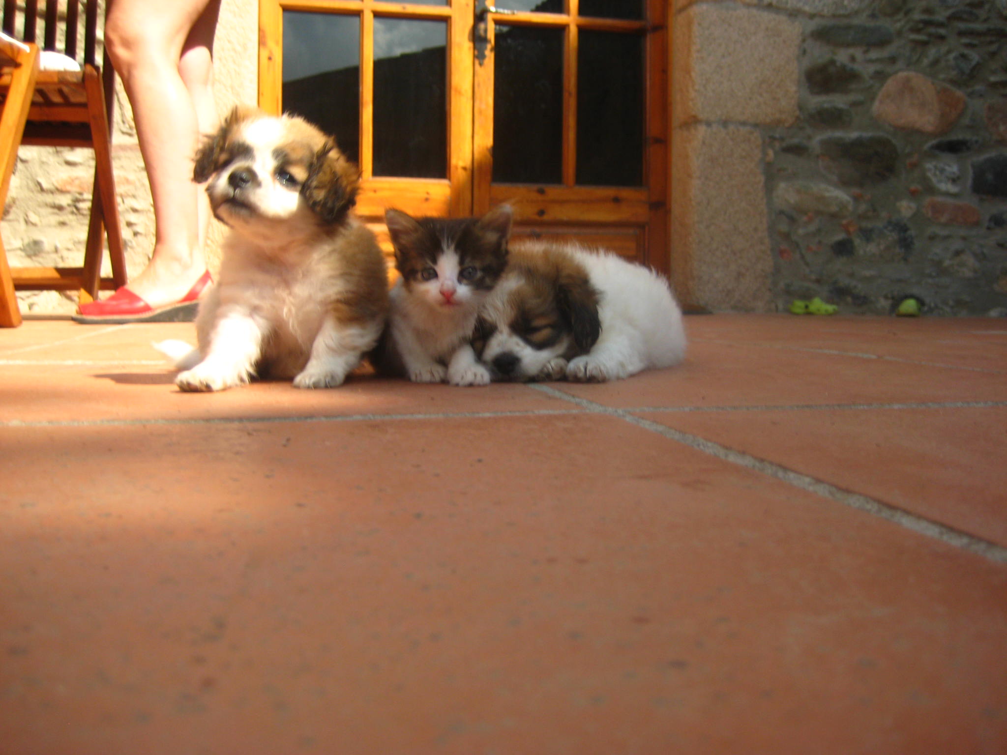 604-vacaciones-semana-santa-con-perro