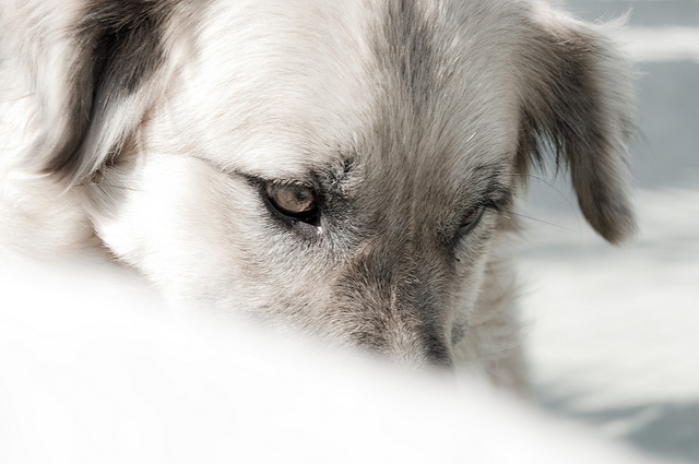 888-porque-amar-a-los-animales-maria-teresa-de-calcula