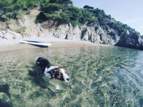 gloria inalámbrico bufanda Alojamientos Dog-Friendly cerca de Playas Caninas para tus vacaciones de  verano