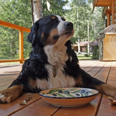 12-campings-admiten-perros
