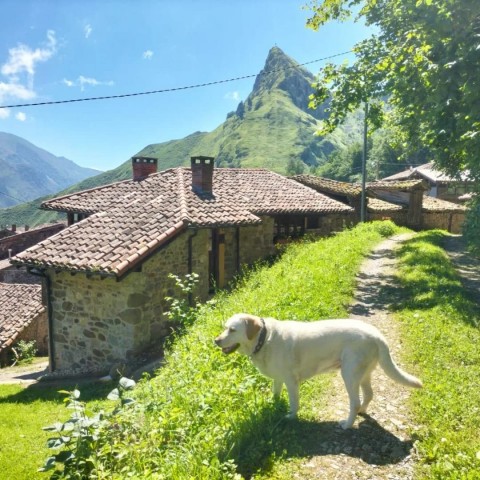 5-casas-rurales-admiten-perros