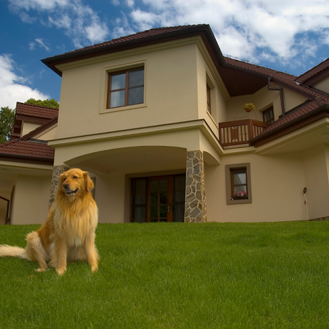 59-casas-rurales-admiten-perros-y-mascotas