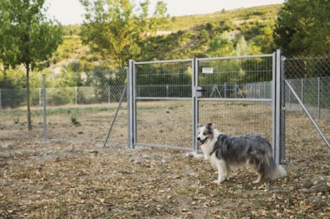 Camping El en Jaca (Huesca) - Viajar perro
