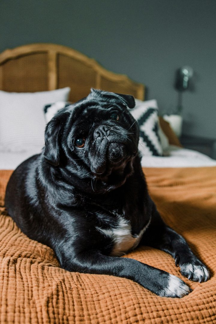 1-hotel-con-perro